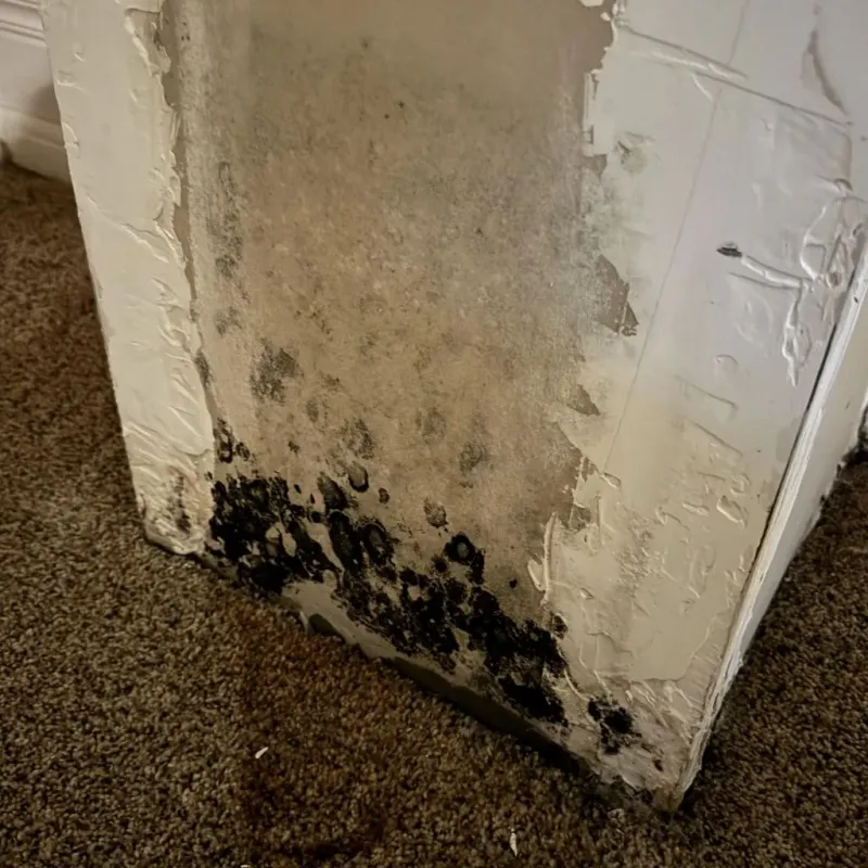 Professional Mold Removal in Pleasant Hill, NC